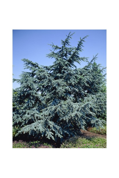 Кедр блакитний 